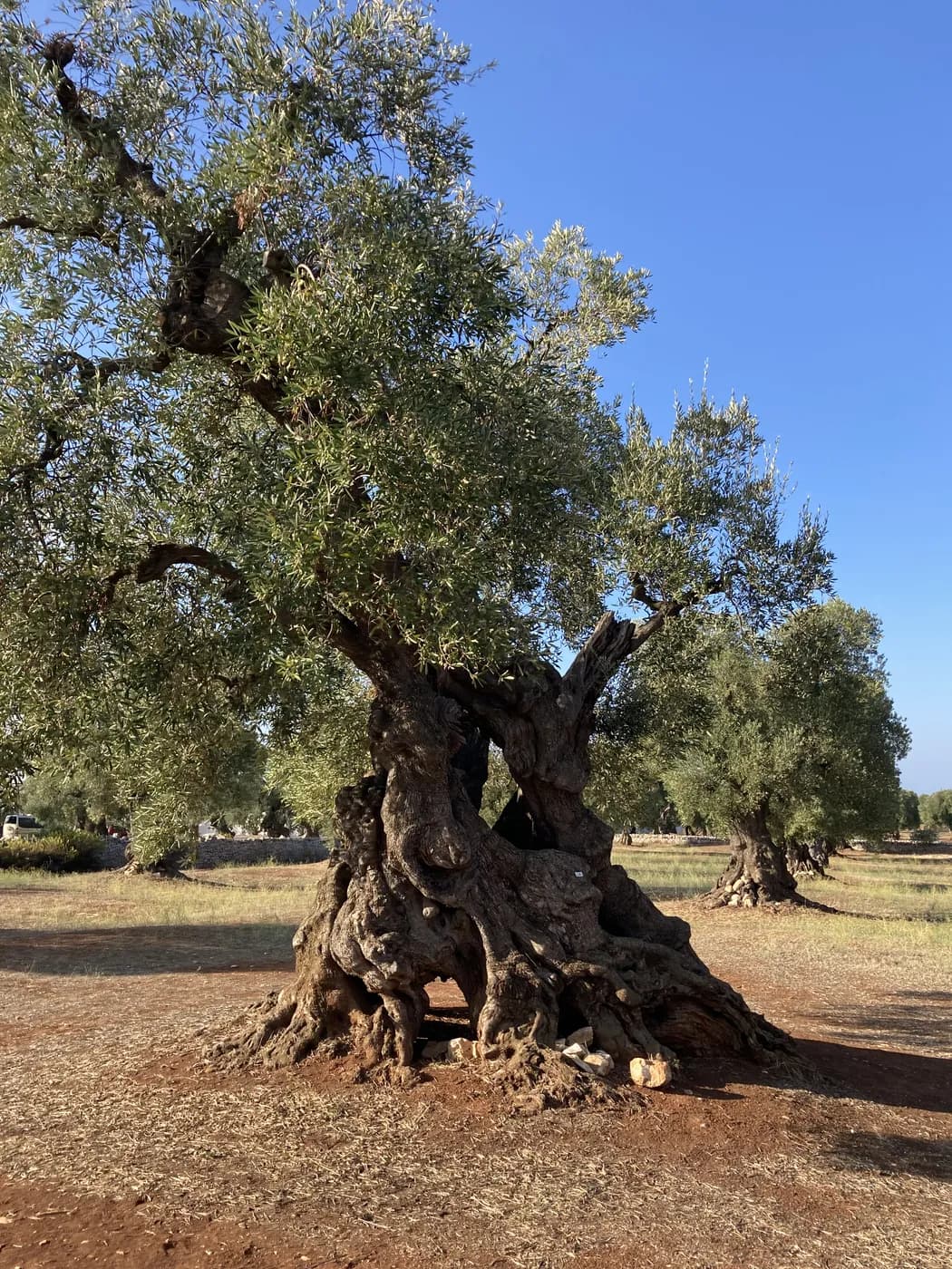 Centuries-old olive tree in Salento — extra-virgin olive oil tasting near Parabita